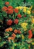 Asclepias tuberosa 'Gay Butterflies'